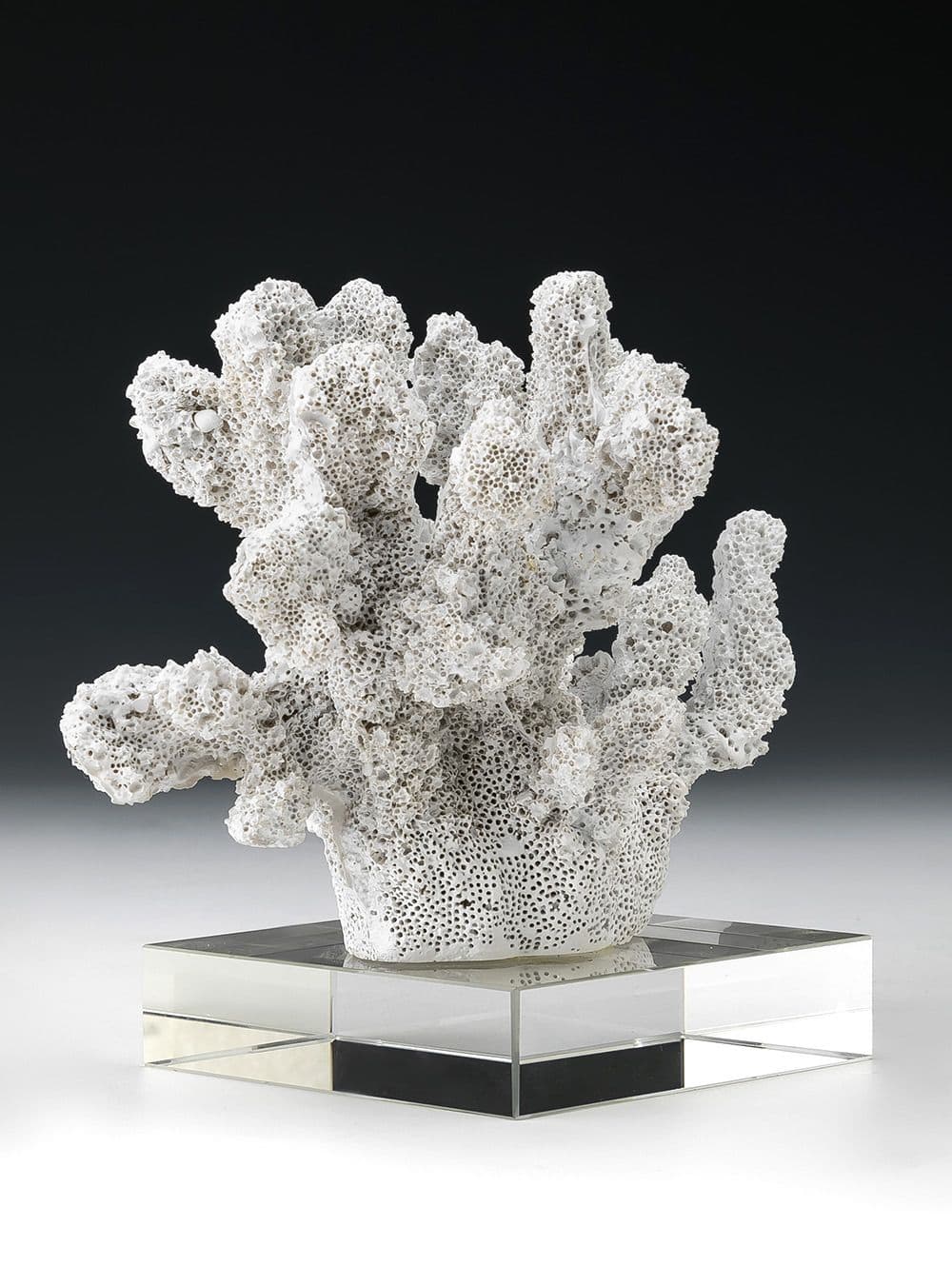 CORAL DEMILO WHITE CON BASE