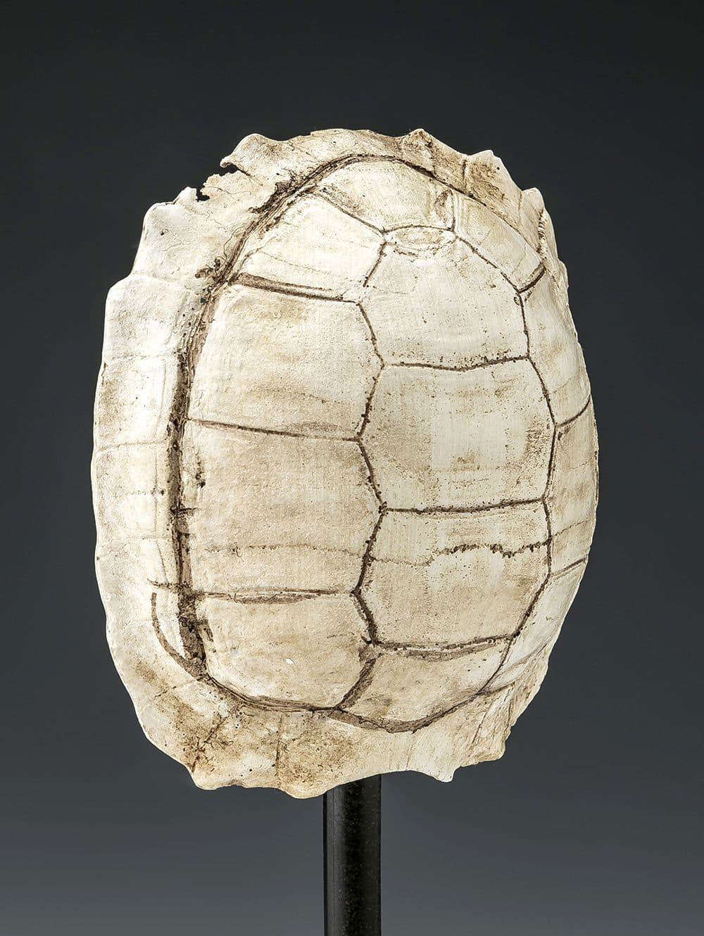 ADORNO TURTLE BLANCA