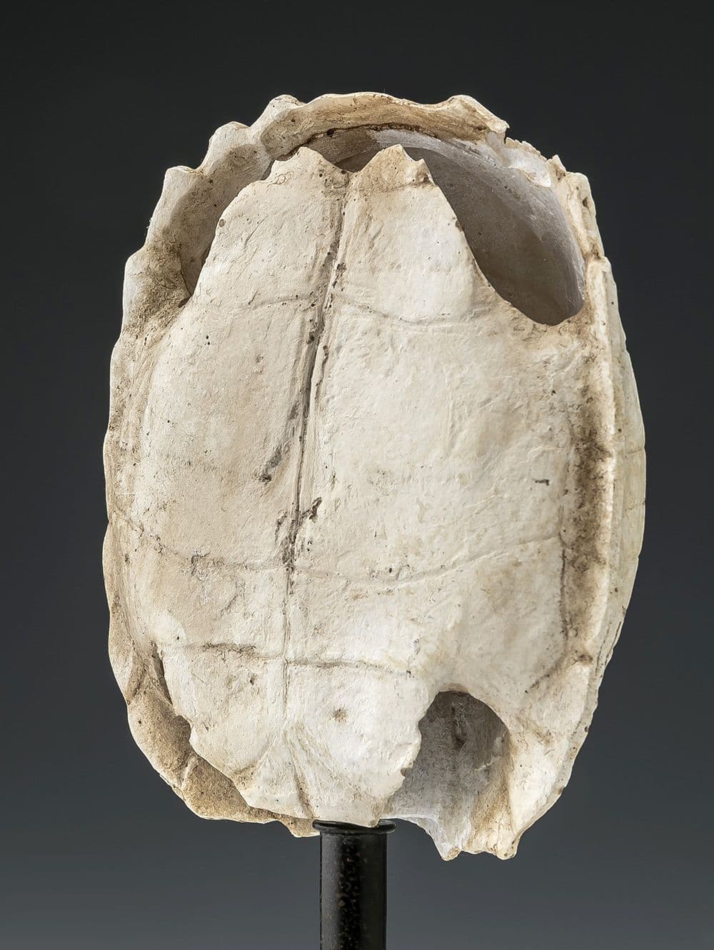 ADORNO TURTLE BLANCA